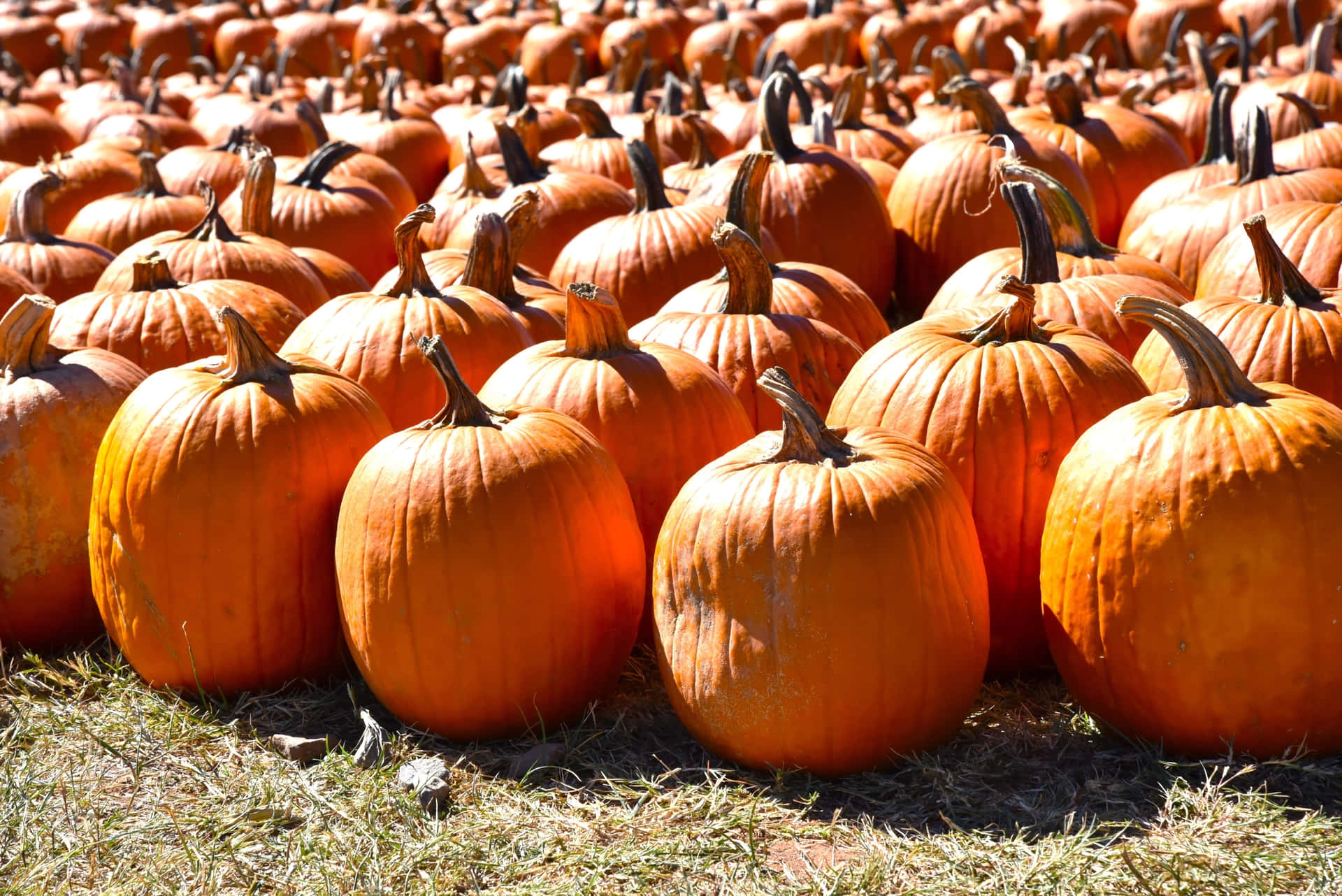 Download Uniform Crops At A Pumpkin Patch Picture Wallpapers