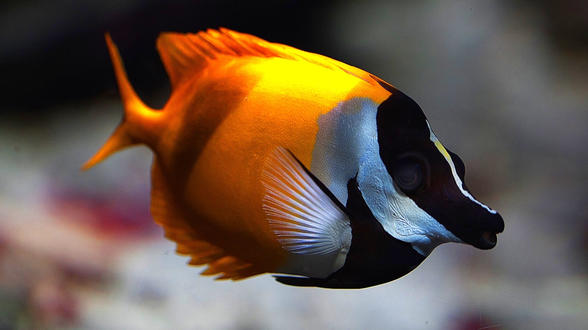 Fish Fishes Underwater Ocean Sea Sealife Nature Wallpapers HD 
