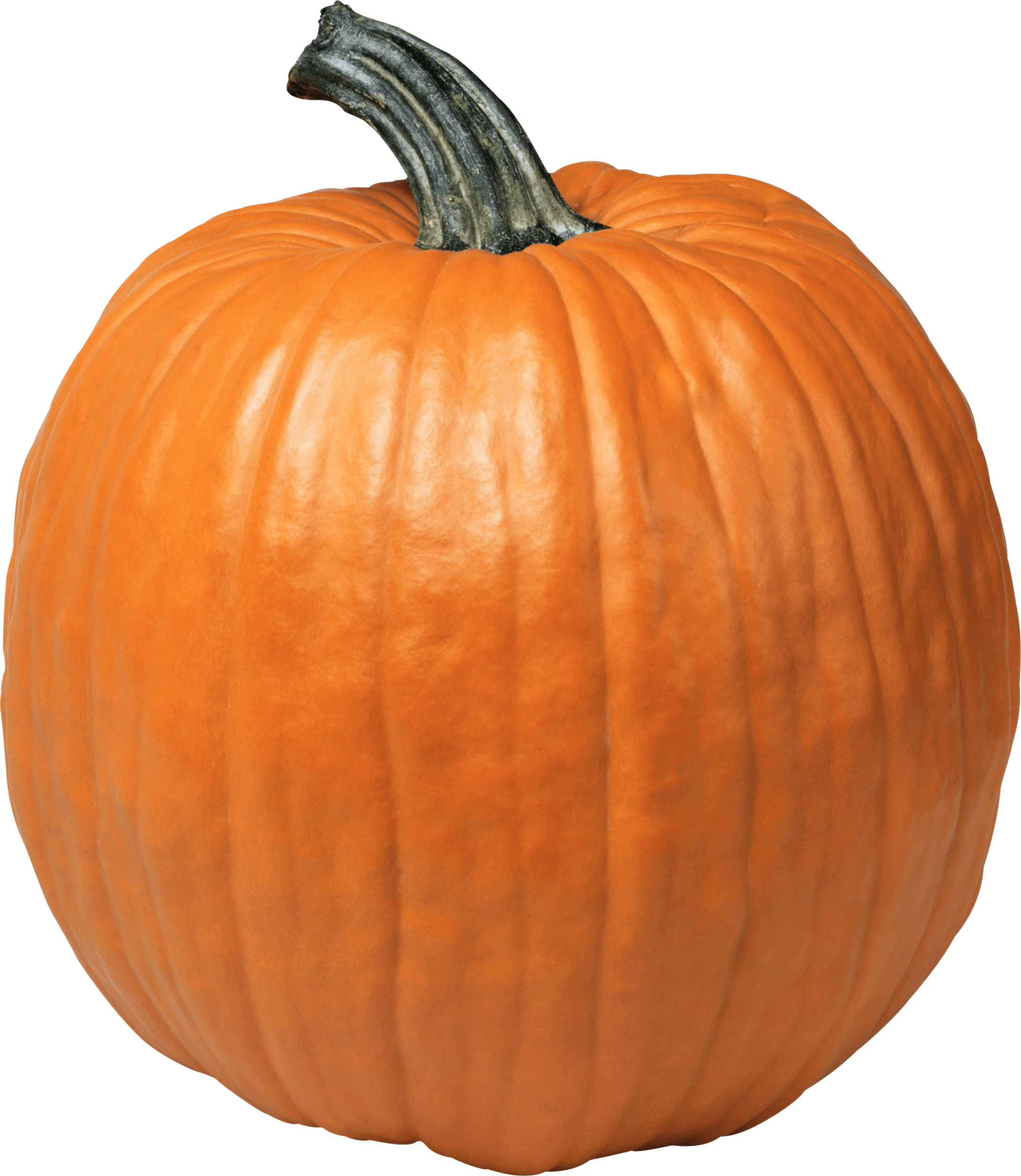 Free Photo Pumpkin Agriculture Seasonal One Free Download Jooinn