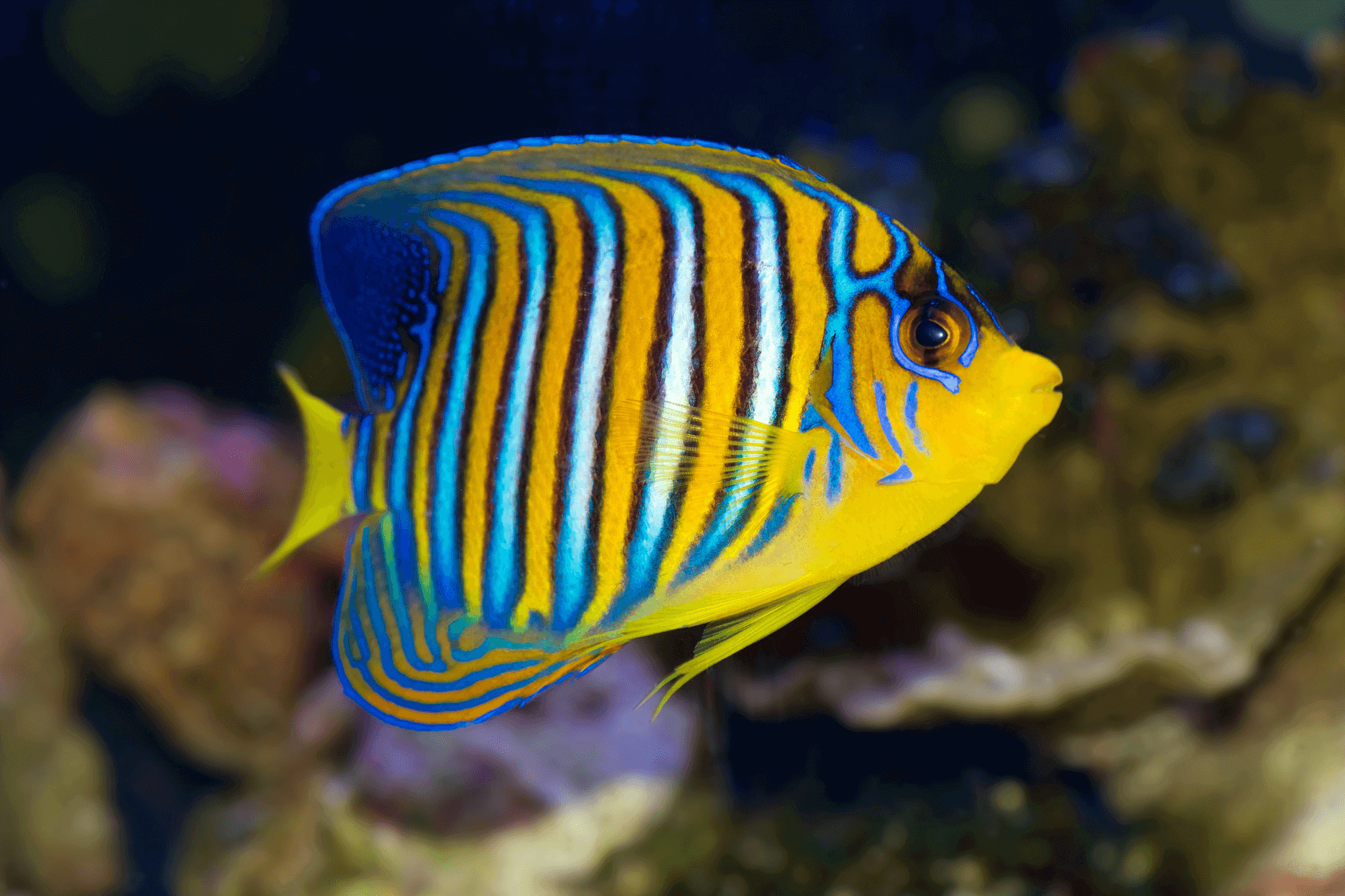 Peaceful Popular Saltwater Aquarium Fish SeaFish