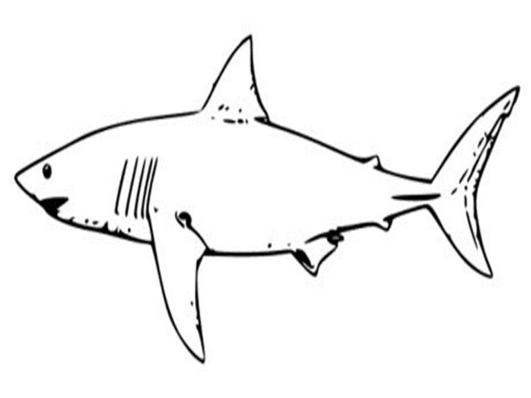 Shark Template Printable ClipArt Best